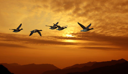 Birds flying against evening sunset in the background