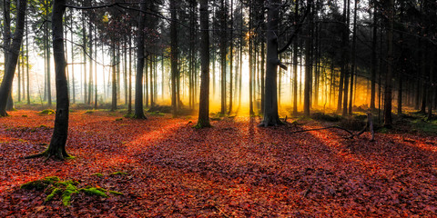 Sunrise in a forest near Friedeburg