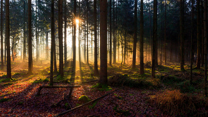Sunrise in a forest near Friedeburg