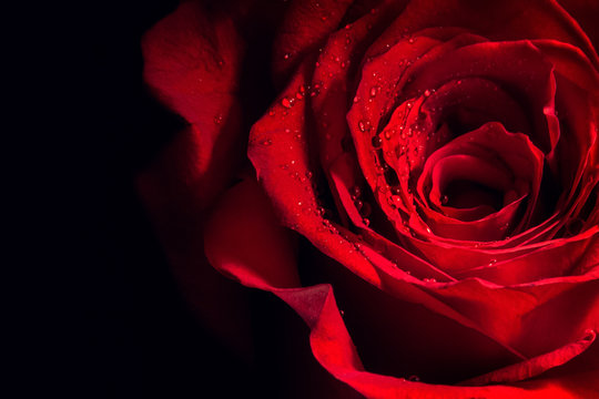 Single rose on a black background closeup