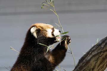 レッサーパンダ