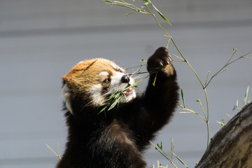 レッサーパンダ