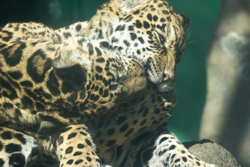 ジャガー