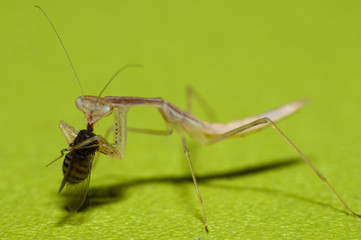 Mantis  © Marcin Radło