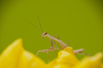 Mantis  © Marcin Radło