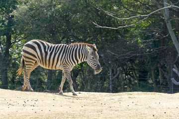 Fototapeta na wymiar シマウマ　zebra