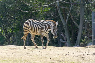 シマウマ　zebra