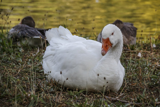 Swan in the English Garden in Munich, Germany, 2015