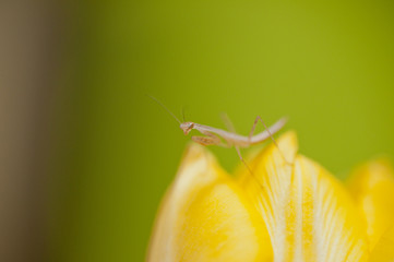 Modliszka © Marcin Radło