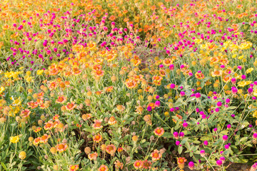 Purple amaranth flower in the garden with sunlight fair