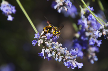 Abeja poliniza flores de lavanda