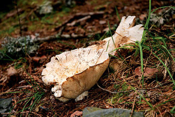 Lactarius vellereus mushrooms