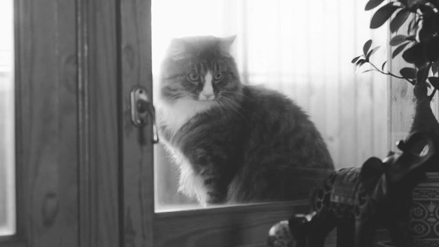 cat sits on the windowsill and wants to go in the house