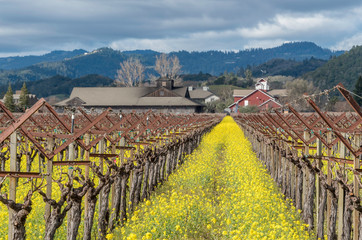 Winery with flowering mustard