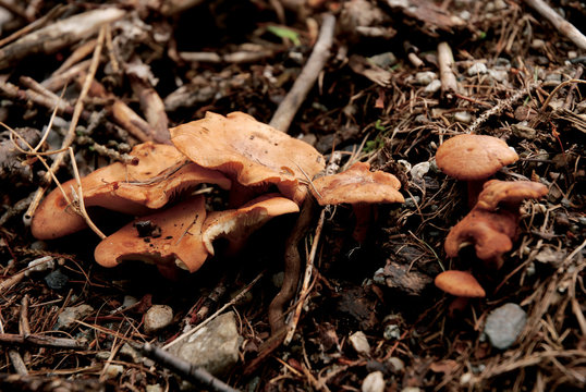 cortinarius orellanus toxic mushroom