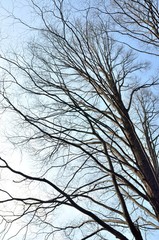 冬の樹木