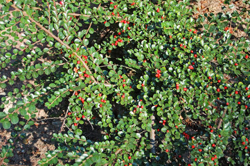 Cotoneaster horizontalis plant