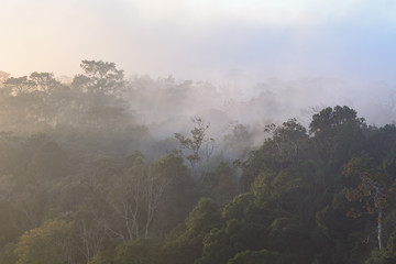 Misty forest on the mountain slope in a nature.