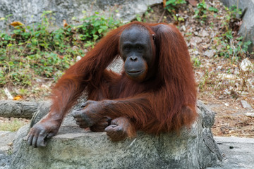 Orangutan or Pongo pygmaeus. © Look Aod 27