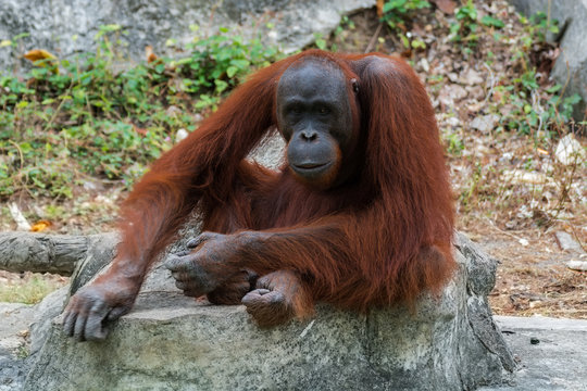 Orangutan or Pongo pygmaeus.