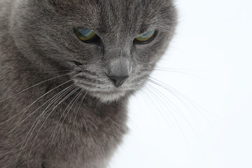 studio portrait of a beautiful grey cat on white background