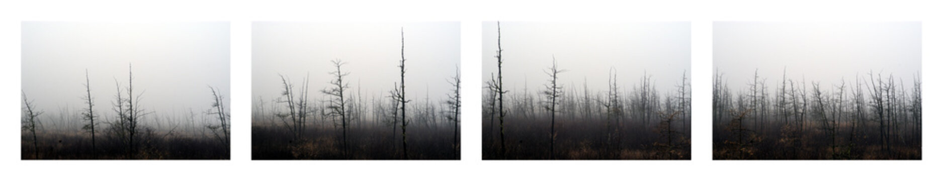 dead trees in bog