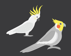 Cartoon tropical cockatoo parrot wild animal bird vector illustration.