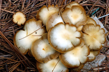 wild mushrooms