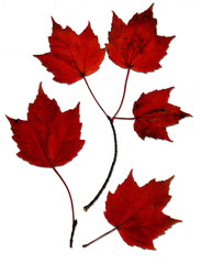 Naklejka na ściany i meble red maple leaves
