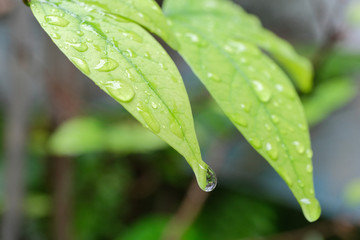 water drops on the green leaf