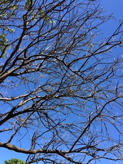 Árbol sin hojas.