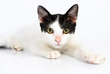 white cat on a white backbackground lying down and looking to the camera