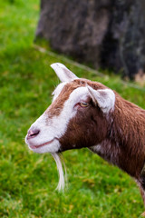 Close-up of goat over green background in Ireland