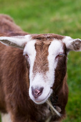 Close-up of goat over green background in Ireland
