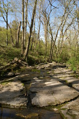 Fototapeta premium Spring Flow