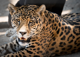 Spotted Leopard Portrait