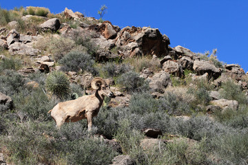 desert bighorn sheep