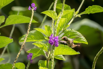 Hummingbird sucking nectar from a purple flower