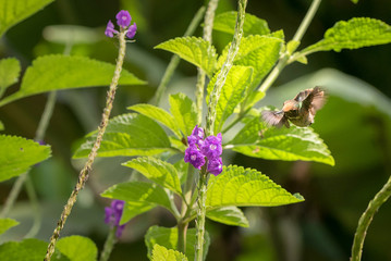 Hummingbird sucking nectar from a purple flower