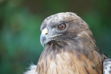 Head Study Hawk