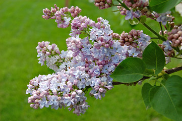 lilac branch with heavy blooms on a greenery background