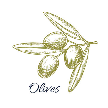 Olive branch of green olives vector sketch