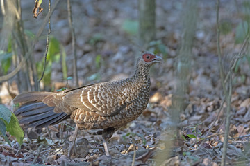 Kalij Pheasant in the Forest