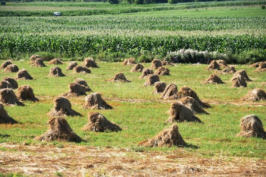 Wheat Shocks