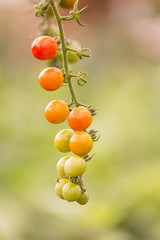 Tomatoes on a branch