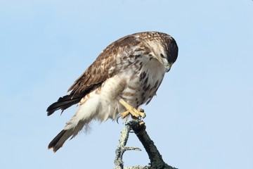 Red-tailed Hawk (buteo jamaicensis)