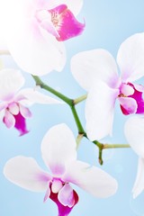 White Orchid Plant