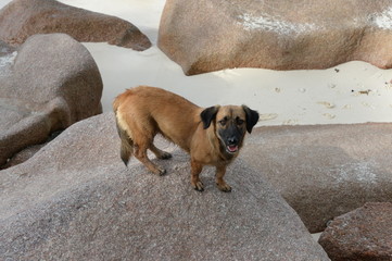 A dog on the beach on La Digue Island of the Seychelles