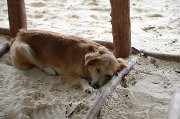 A dog on the beach on La Digue Island of the Seychelles