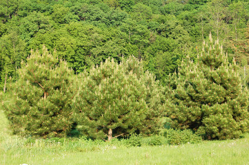 Fototapeta na wymiar Evergreen pine tree